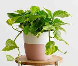 Golden pothos(Epipremnum aureum)