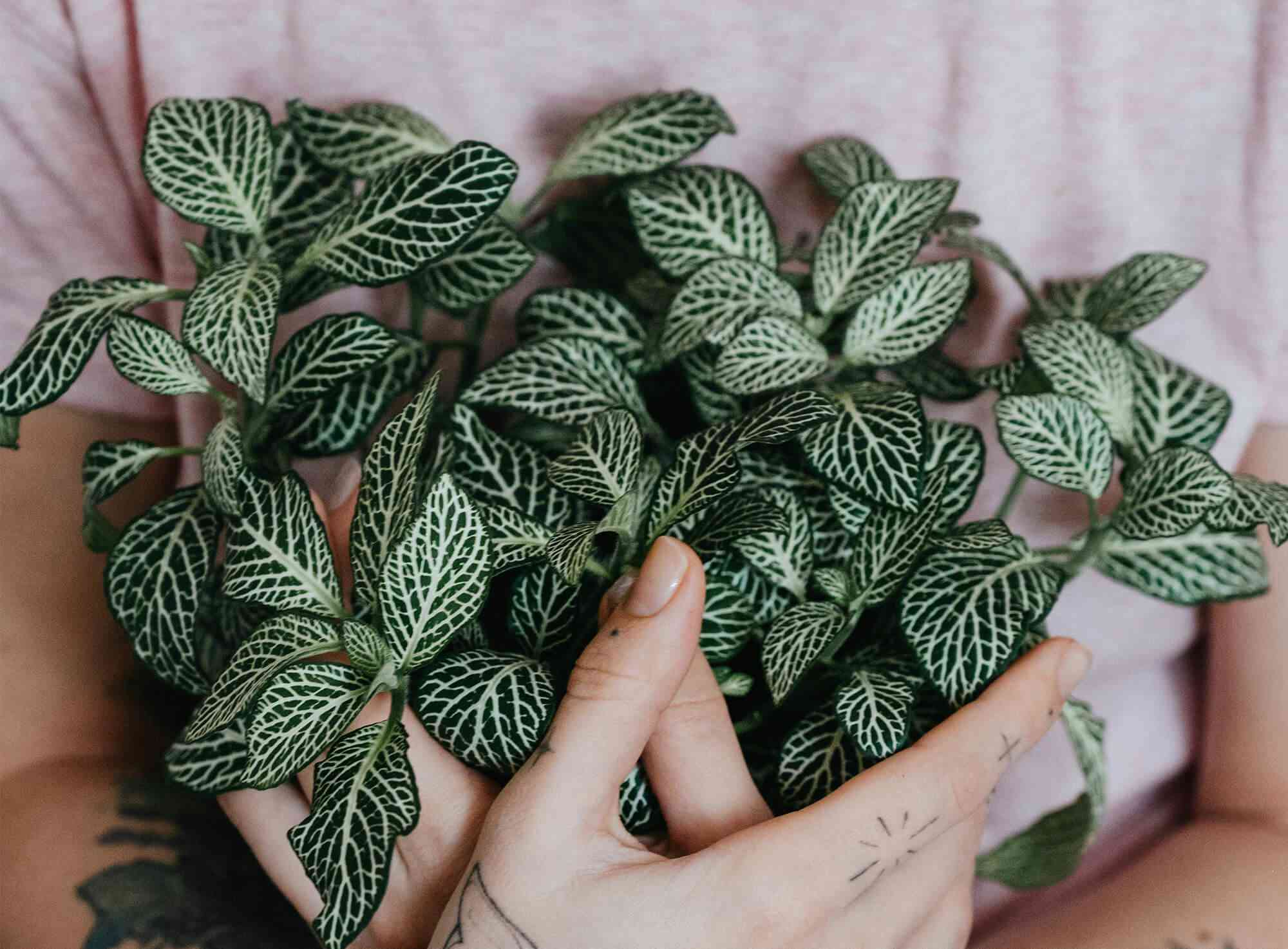 Nerve plant(Fittonia albivenis)