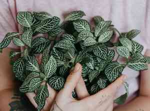 Nerve plant(Fittonia albivenis)