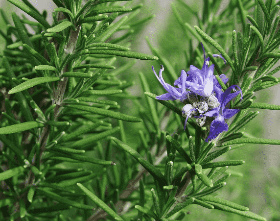 Rosemary