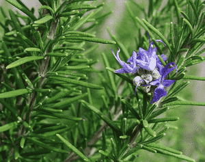 Rosemary(Salvia rosmarinus)