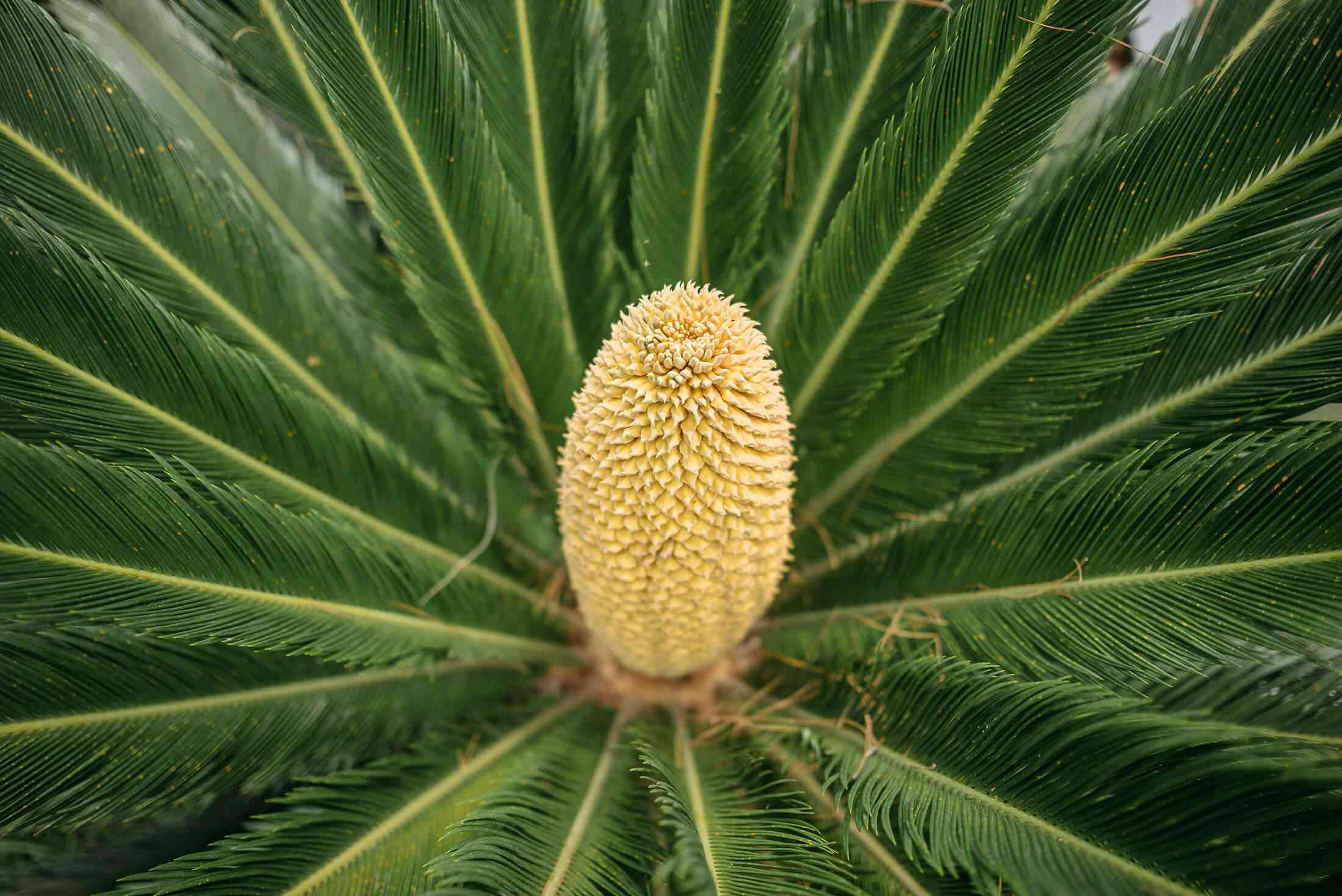 Sago palm(Cycas revoluta)