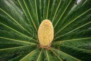Sago palm(Cycas revoluta)