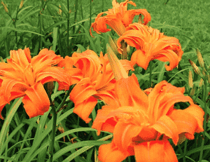 Ditch lily(Hemerocallis fulva)