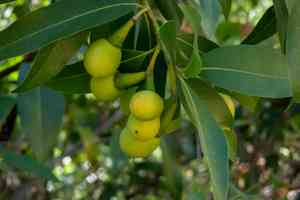California bay laurel(Umbellularia californica)