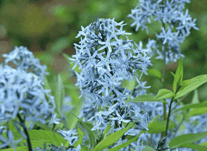 Eastern bluestar(Amsonia tabernaemontana)