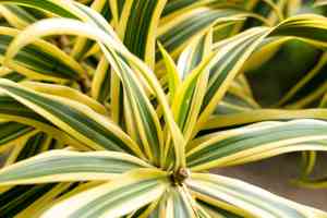 Corn plant(Dracaena fragrans)