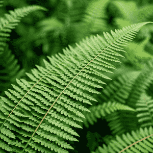 Boston fern(Nephrolepis exaltata)
