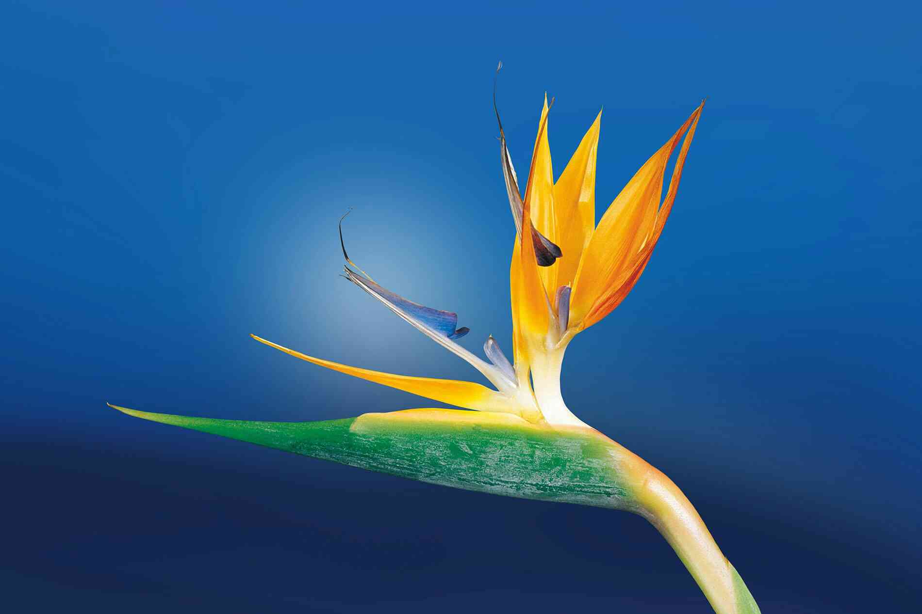 Bird of paradise(Strelitzia reginae)