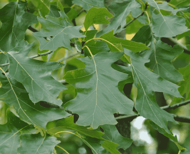 Black oak