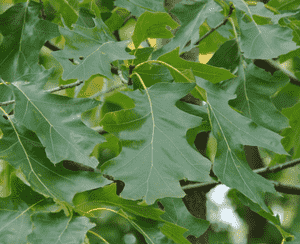 Black oak(Quercus velutina)