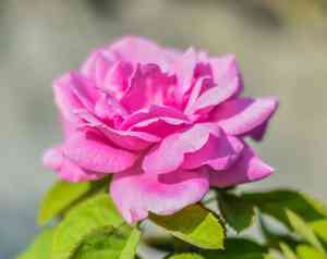 Alpine rose(Rosa abietina)
