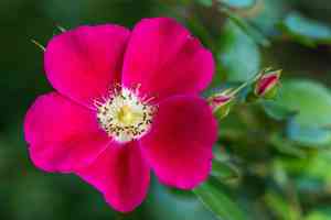 Alpine rose(Rosa pendulina)