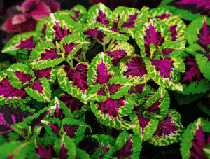 Plectranthus scutellarioides(Plectranthus scutellarioides)