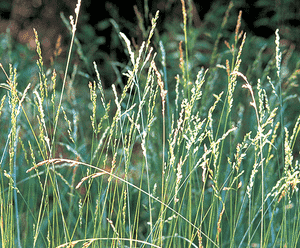 Tall Fescue(Lolium arundinaceum)