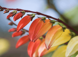 Spanish flag(Ipomoea lobata)