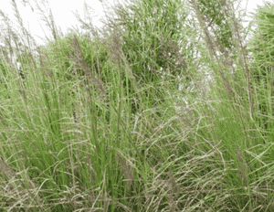 Vetivergrass(Chrysopogon zizanioides)