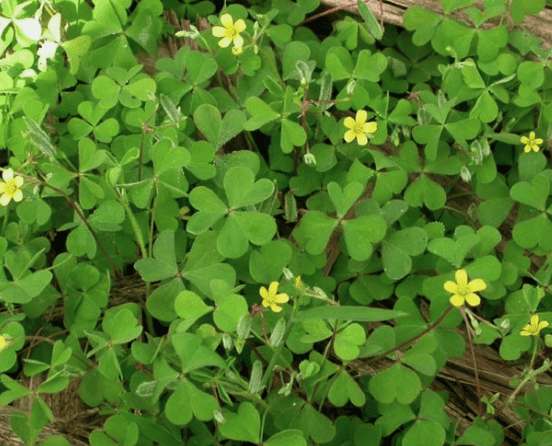 Creeping woodsorrel