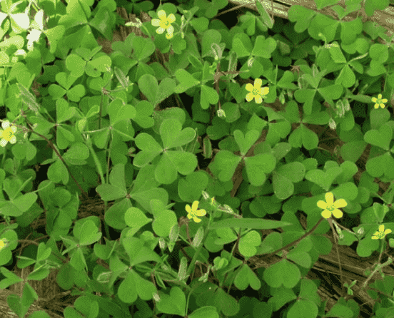 Creeping woodsorrel