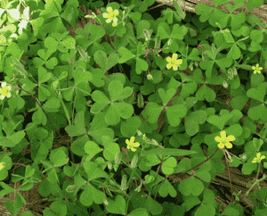 Creeping woodsorrel(Oxalis corniculata)