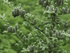 Balsam fir(Abies balsamea)