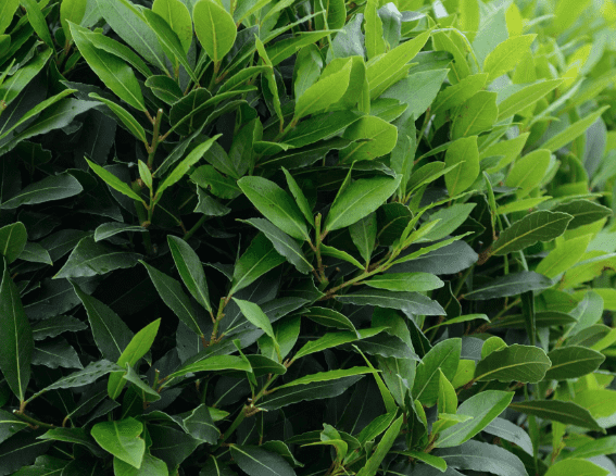Bay laurel