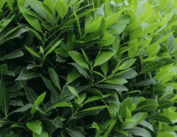 Bay laurel