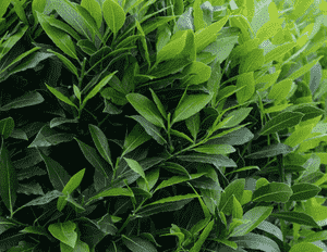 Bay laurel(Laurus nobilis)