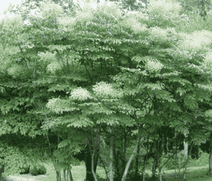 Devil's walking stick(Aralia spinosa)