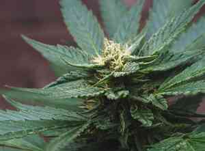 Marijuana(Cannabis sativa)