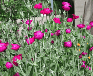 Rose campion(Silene coronaria)