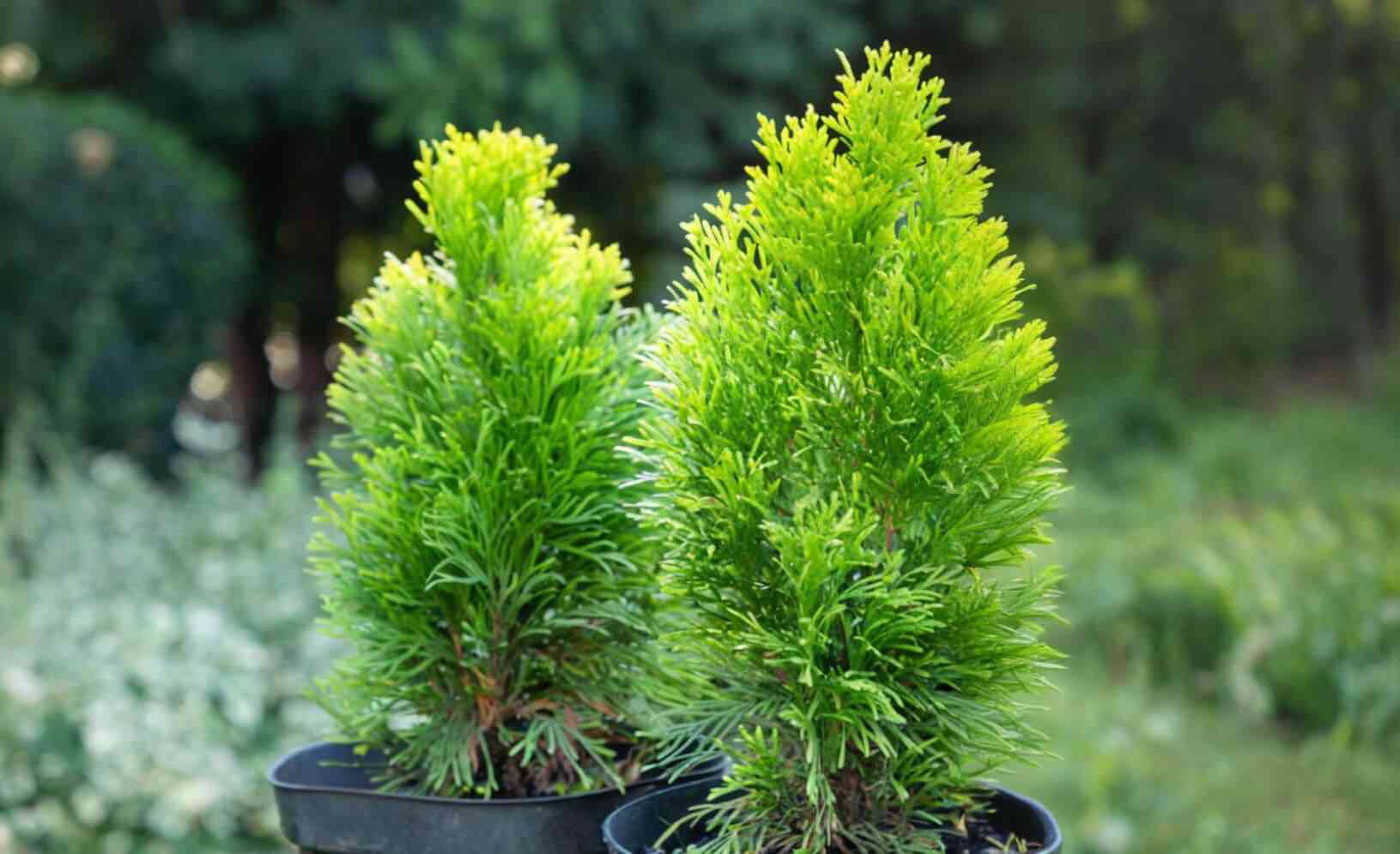 Sitka spruce