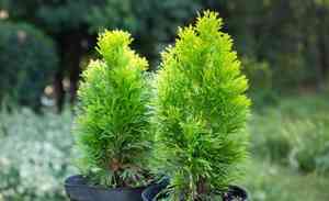 Sitka spruce(Picea sitchensis)