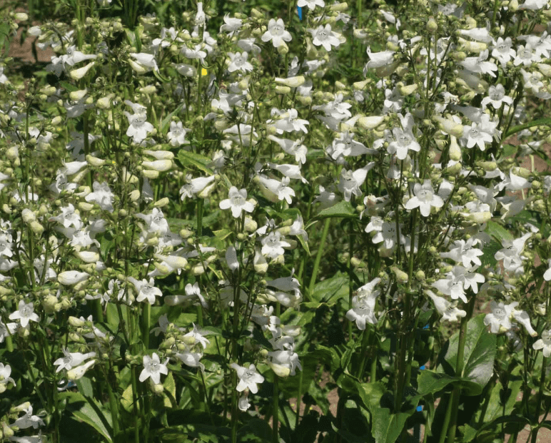 Foxglove beardtongue