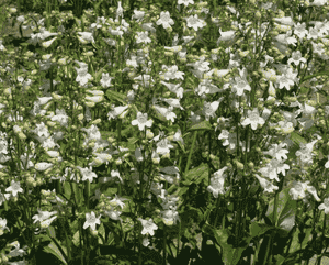 Foxglove beardtongue(Penstemon digitalis)
