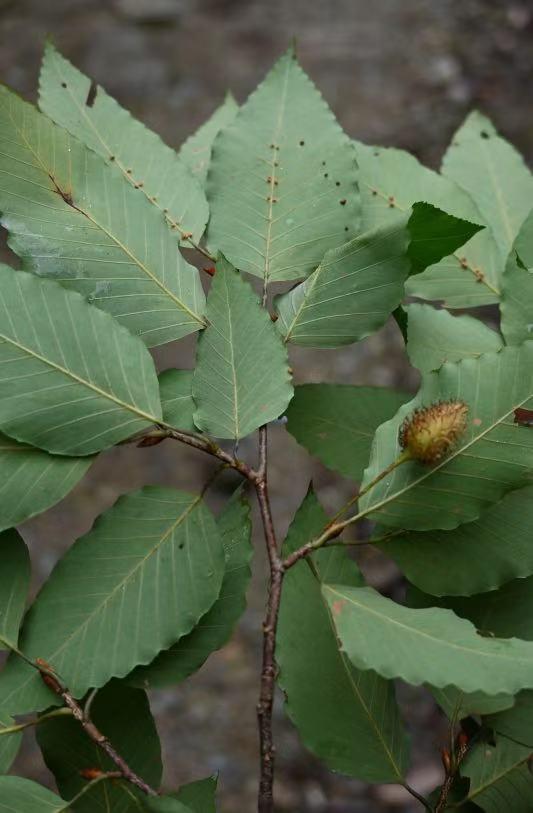 American beech