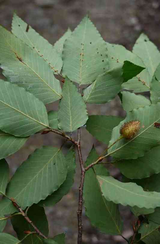 American beech