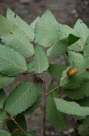 American beech(Fagus grandifolia)