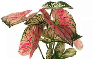 Heart of jesus(Caladium bicolor)