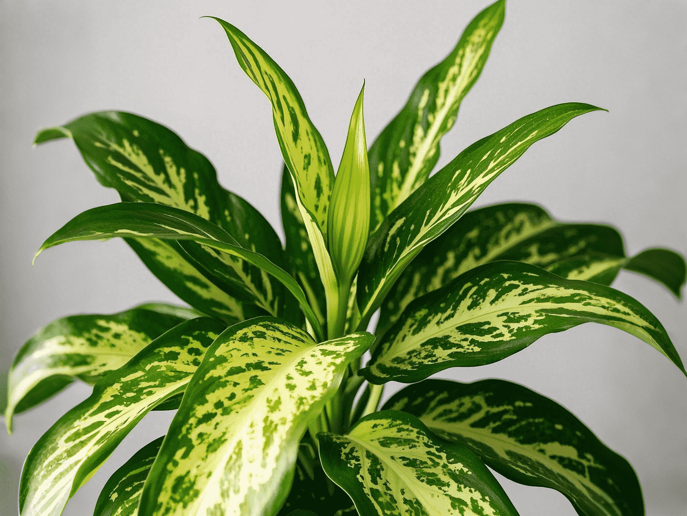 Dieffenbachia(Dieffenbachia seguine)