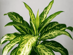 Dieffenbachia(Dieffenbachia seguine)