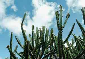 Blue columnar cactus(Pilosocereus pachycladus)