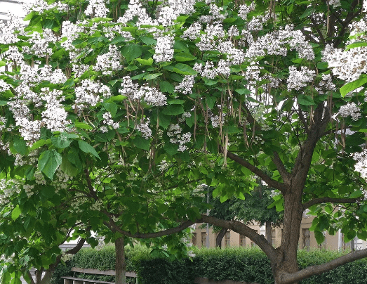 Cigartree