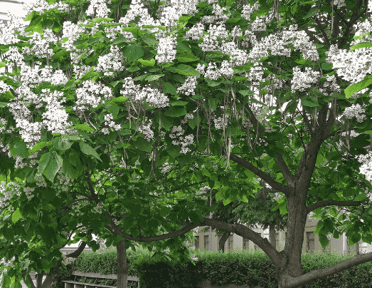 Cigartree