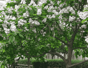 Cigartree(Catalpa bignonioides)