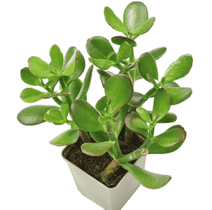 Jade plant(Crassula ovata)