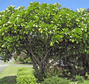 Puka(Meryta sinclairii)