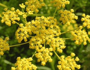 Parsnip(Pastinaca sativa)