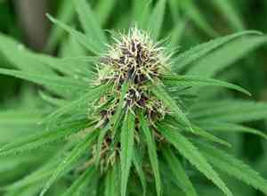 Marijuana(Cannabis sativa)