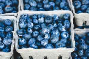 New jersey blueberry(Vaccinium caesariense)